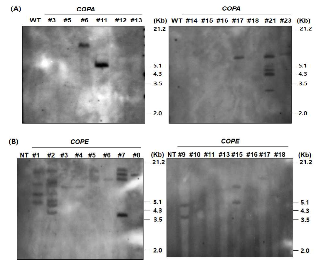 흡즙성 해충 저항성 콩 형질전환체의 copy 수 확인을 위한 Southern blot 분석. (A) pPZP-COPA; (B) pPZP-COPE