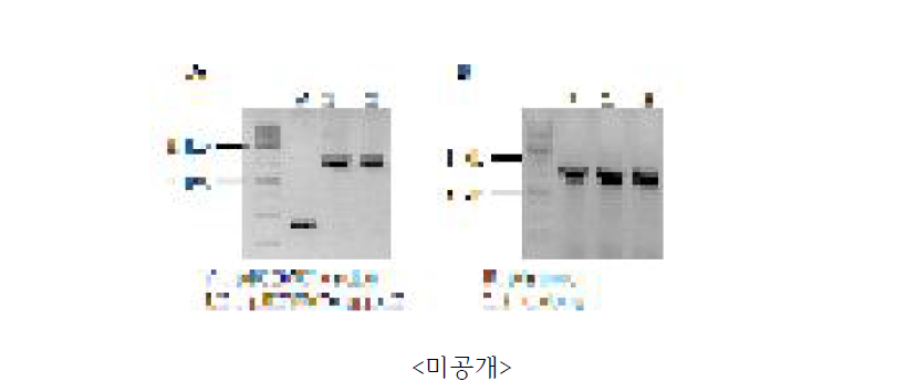 A: pB2GW7-팜한농2 E.coli transformatin 후 colony PCR B: pB2GW7-팜한농2 Agrobacterium transformation 후 colony PCR