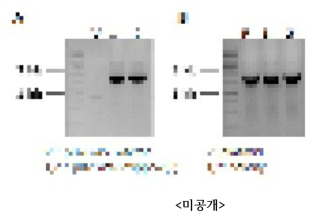 A: pB2GW7-팜한농2(S) E.coli transformatin 후 colony PCR B: pB2GW7-팜한농2(S) Agrobacterium transformation 후 colony PCR