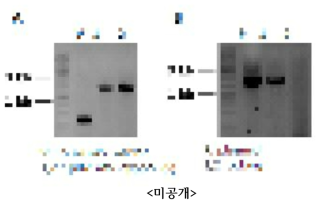 A: pB2GW7-팜한농8(S) E.coli transformatin 후 colony PCR B: pB2GW7-팜한농8(S) Agrobacterium transformation 후 colony PCR