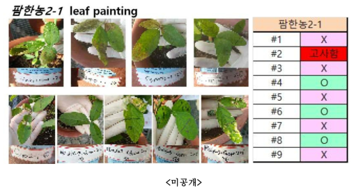 pB2GW7.0-팜한농2-1 형질전환체의 Leaf painting처리 결과 (O-제초제 resistant > 15uM, X-제초제 sensitive < 5uM)