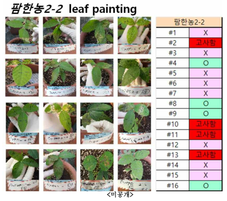 pB2GW7.0-팜한농2-2 형질전환체의 Leaf painting처리 결과 (O-제초제 resistant > 15uM, X-제초제 sensitive < 5uM)