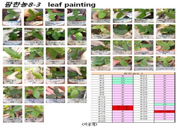 pB2GW7.0-팜한농8-3 형질전환체의 Leaf painting처리 결과 (O-제초제 resistant > 15uM, X-제초제 sensitive < 5uM)