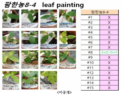 pB2GW7.0-팜한농8-4 형질전환체의 Leaf painting처리 결과 (O-제초제 resistant > 15uM, X-제초제 sensitive < 5uM)