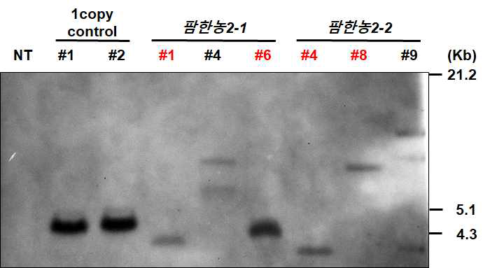 pB2GW7.0-팜한농2-1과 pB2GW7.0-팜한농2-2 형질전환체의 Southern blot을 통한 도입 유전자 확인