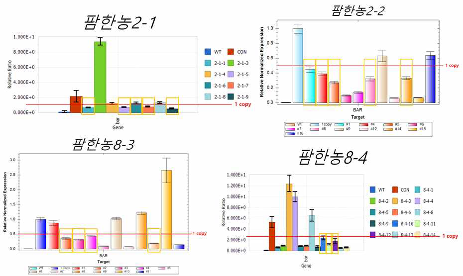 pB2GW7.0-팜한농2-1과 pB2GW7.0-팜한농2-2, pB2GW7.0-팜한농8-3과 pB2GW7.0-팜한농8-4 형질전환체의 qRT-PCR을 통한 copy 수 확인