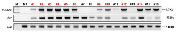 YUCCA6 콩 형질전환체의 RT-PCR을 통한 도입 유전자 발현 확인