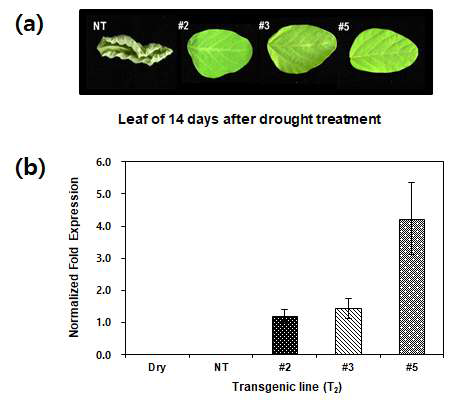 가뭄 처리한 콩 형질전환체의 잎 (a) 및 유전자 발현 분석 (b)