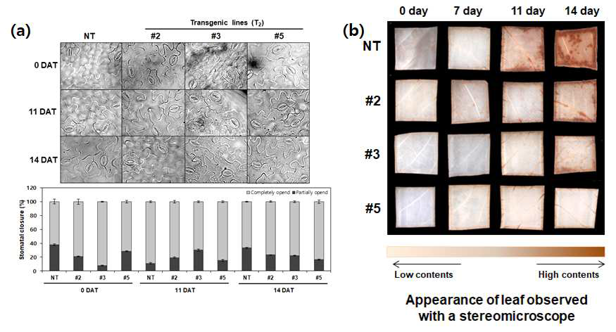 YUCCA6 과발현 콩 형질전환체의 기공개도(a) 및 ROS 함량 측정(b)