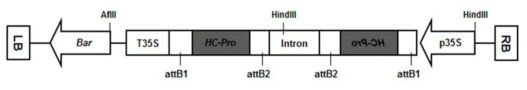 콩 형질전환체 사용한 pB7GWIWG2(I)-HC-Pro 벡터