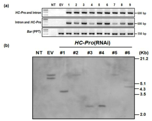 HC-Pro(RNAi) 콩 형질전환체의 PCR(a) 및 Southern blot(b)을 통한 도입 유전자 확인