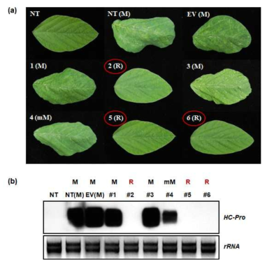 바이러스를 감염시킨 콩 형질전환체의 바이러스 병징(a) 및 Northern blot 분석을 통한 유전자 발현량 확인(b) (R - resistance, mM - mild mosaic, M - mosaic)