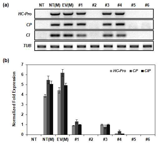 바이러스를 감염시킨 T2 콩 형질전환체에서 RT-PCR(a) 및 qRT-PCR(b)을 통한 바이러스 RNA의 발현 분석