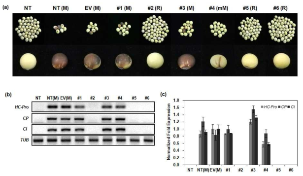 바이러스를 감염시킨 콩 형질전환체에서 수확한 T3 종자의 형태(a) 및 T3 종자에서의 RT-PCR(b)과 qRT-PCR(c)을 통한 바이러스 RNA의 발현 분석