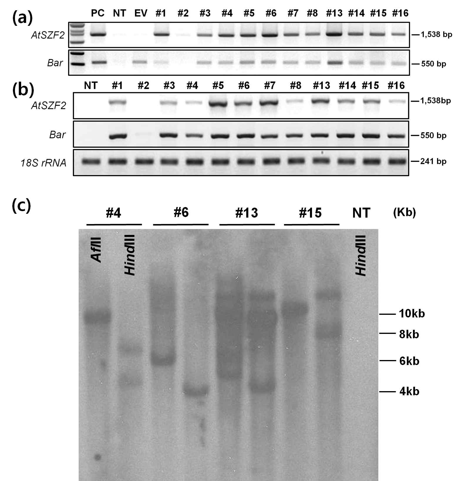 AtSZF2 콩 형질전환체의 PCR(a), RT-PCR(b) 및 Southern blot분석(c)을 통한 유전자 도입 및 발현 유무 확인 (NT : non-transgenic plant as a negative control, PC : binary vector carrying AtSZF2 and BAR gene as positive control, EV : binary vector carrying only BAR gene as empty vector)