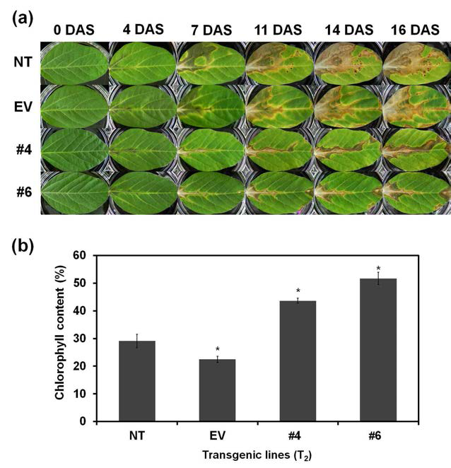 AtSZF2 콩 형질전환체의 염 처리분석 및 chlorophyll함량 분석(b) (NT : non-transgenic plant as a negative control, EV : binary vector carrying only BAR gene as empty vector)