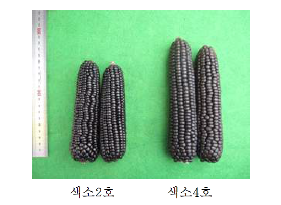 [보고서]종실용 색소옥수수 소재선발 및 영·유아식 개발
