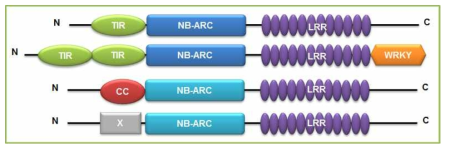 NB-LRR 단백질 구조