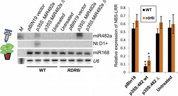 토마토 병 저항성 관련 microRNA의 NB-LRR발현 조절 (Sivaprasad et al., 2012)