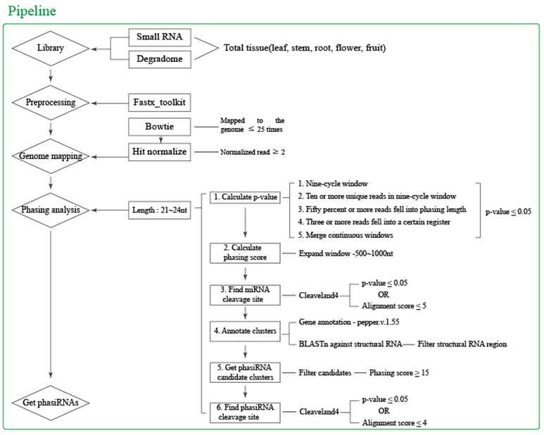 phasiRNA 분석 파이프라인