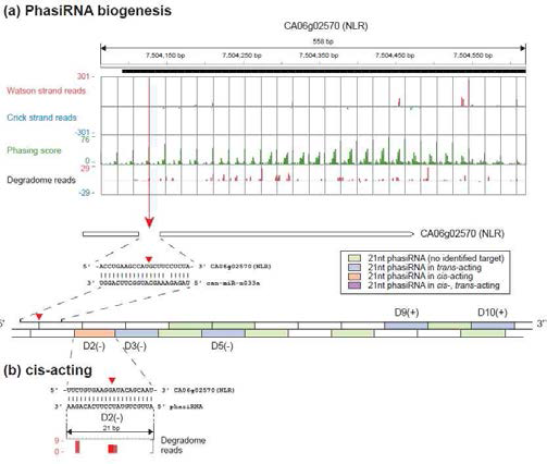 고추 miR-n033a에 의한 NB-LRR에서의 phasiRNA 생성