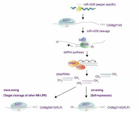 microRNA에 의한 21-nt phasiRNA 생성 예시 및 모델
