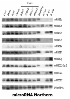 고추, 토마토, 감자에서 보존된 병저항성 관련 microRNA 발현 확인