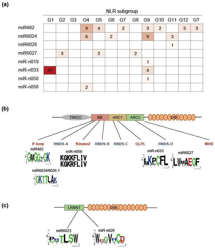 각 microRNA의 그룹별 표적 병 저항 성 유전자 개수와 표적 위치