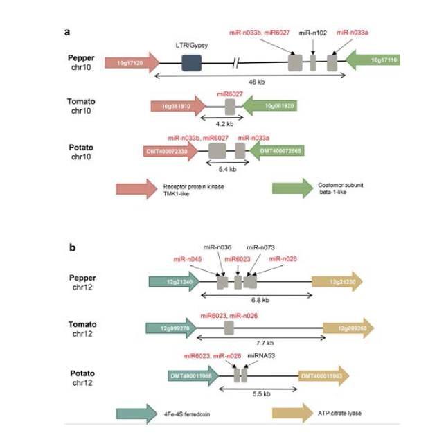 고추, 토마토, 감자 miR-n026, miR-n033 지역 비교