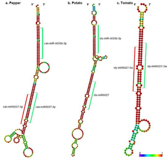 고추, 감자, 토마토 miR-n033b 전구체 비교