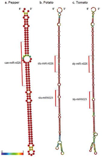 고추, 감자, 토마토 miR-n026 전구체 비교