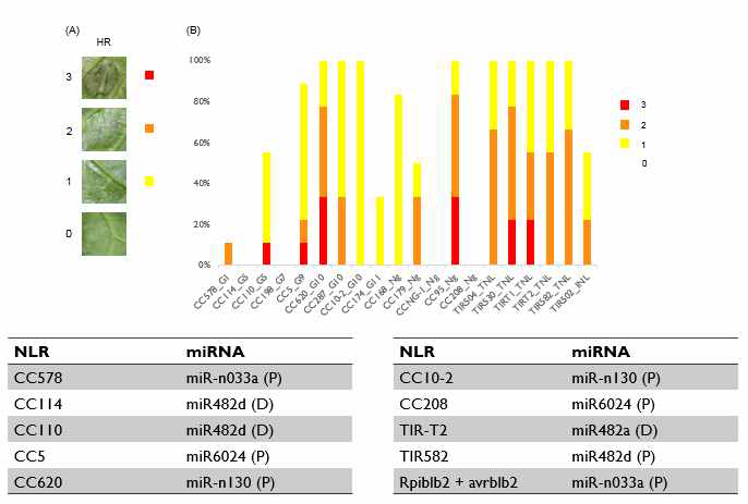 과발현시 HR 반응을 보이는 NB-LRR과 이들의 발 현을 조절하는 microRNA들