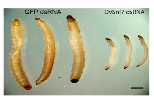 dsRNA를 이용한 해충 방제