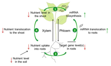 MicroRNA에 의한 식물 발달 과정 및 항상성 조절