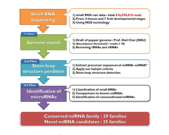 고추 microRNA 발굴 pipeline