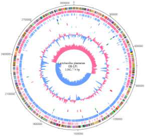 락토바실러스 플란타룸 GB-LP1 균주 유전자 정보