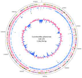 락토바실러스 플란타룸 GB-LP2 균주 유전자 정보