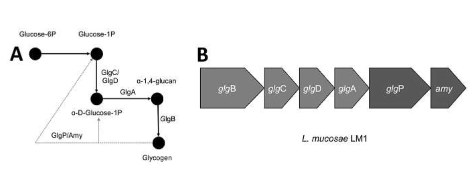 Putative pathway and gene operon of glycogen synthesis and degradation in L. mucosae LM1. (A) Glucose is converted to glucose-6-phosphate then glucose-1-phosphate, which acts as the substrate for GlgC and GlgD to form α -D-glucose phosphate. GlgA creates linear α-1,4-glucan through the transfer of glucosyl moieties, which will be cleaved by GlgB to attach glucan chains and create glycogen. Glycogen biosynthesis is indicated by black arrows, whereas glycogen degradation is indicated by dashed grey arrows. (B) The organization of the 10.1 kb gene operon encoding for the synthesis and degradation of glycan in L. mucosae LM1