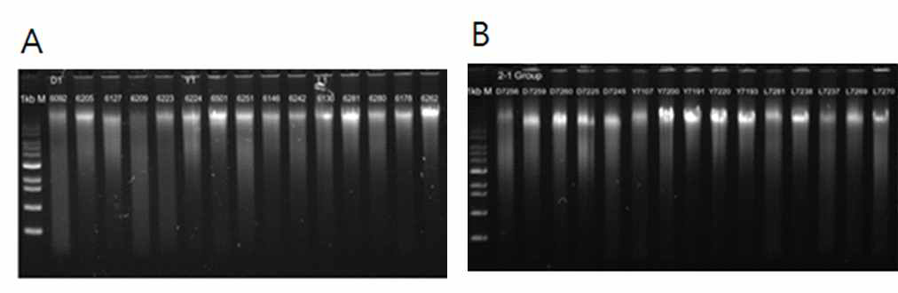 Metagenomic DNA isolation from piglets. A: Control group, B: Lactulose group