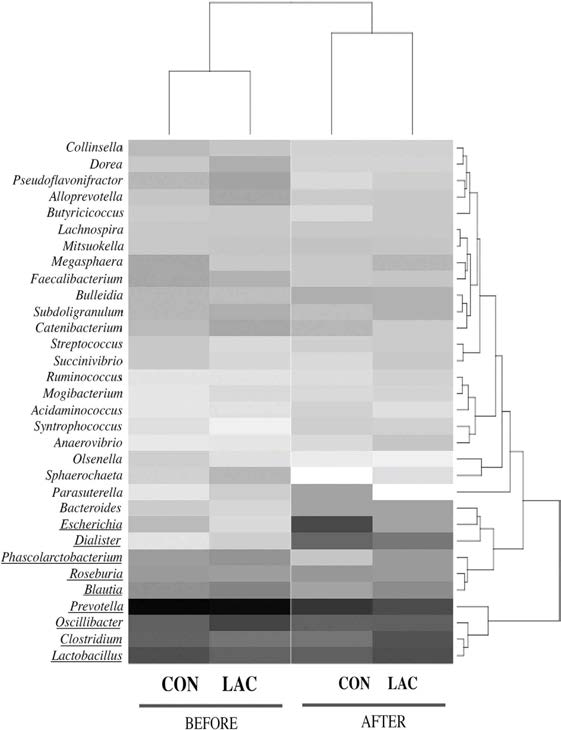 Heat map showing normalized values of 32 differentially abundant genera (>0.1% abundance) between the control (CON) and lactulose (LAC) groups before and after the experiment. Genera with an abundance of >1.0% observed in at least one group are underlined. The normalized abundance values are depicted visually from black to white; black represents the highest abundance, and white the lowest. The dendrogram shows the distances of the pig groups (top) and bacterial genera (right) based on their relative abundances