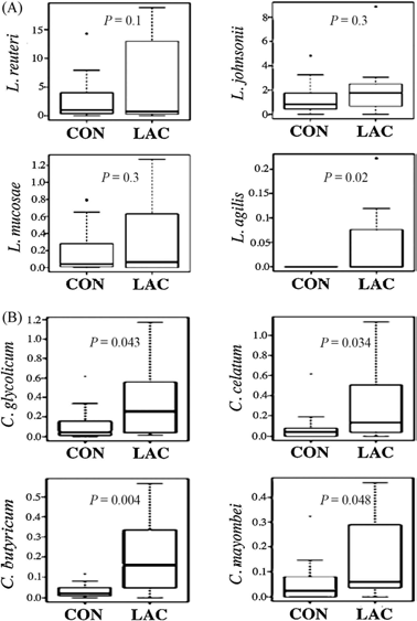 Relative abundances (% of total sequences) of bacterial OTU at >97% identity threshold among control (CON) and lactulose (LAC) groups after the experiment. The percent abundance of the four most abundant Lactobacillus spp. (A) and Clostridium spp. (B) were compared between the control and lactulose groups. The interquartile range is indicated by the outer bounds of the boxes, the median by the midline (black), and the outliers are indicated by the black circles (●). The whiskers represent the minimum and maximum values. P-values were indicated as a test for significance at P < 0.05