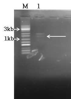 Agarose gel electrophoresis of plasmid pLP27 recovered from LP27 strain