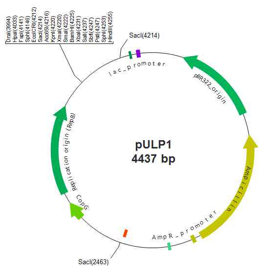 Plasmid map of pULP1 cloning vector