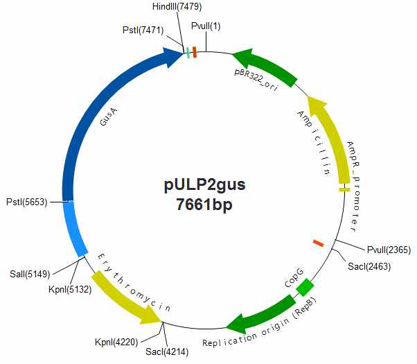 Plasmid map of pULP2gus