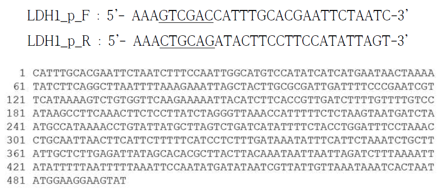 Primer and nucleotide sequence of recombinant LDH1-p from L. johnsonii PF01 strain