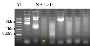 Agarose gel electrophoresis of plasmid DNAs isolated from Lactobacillus sp