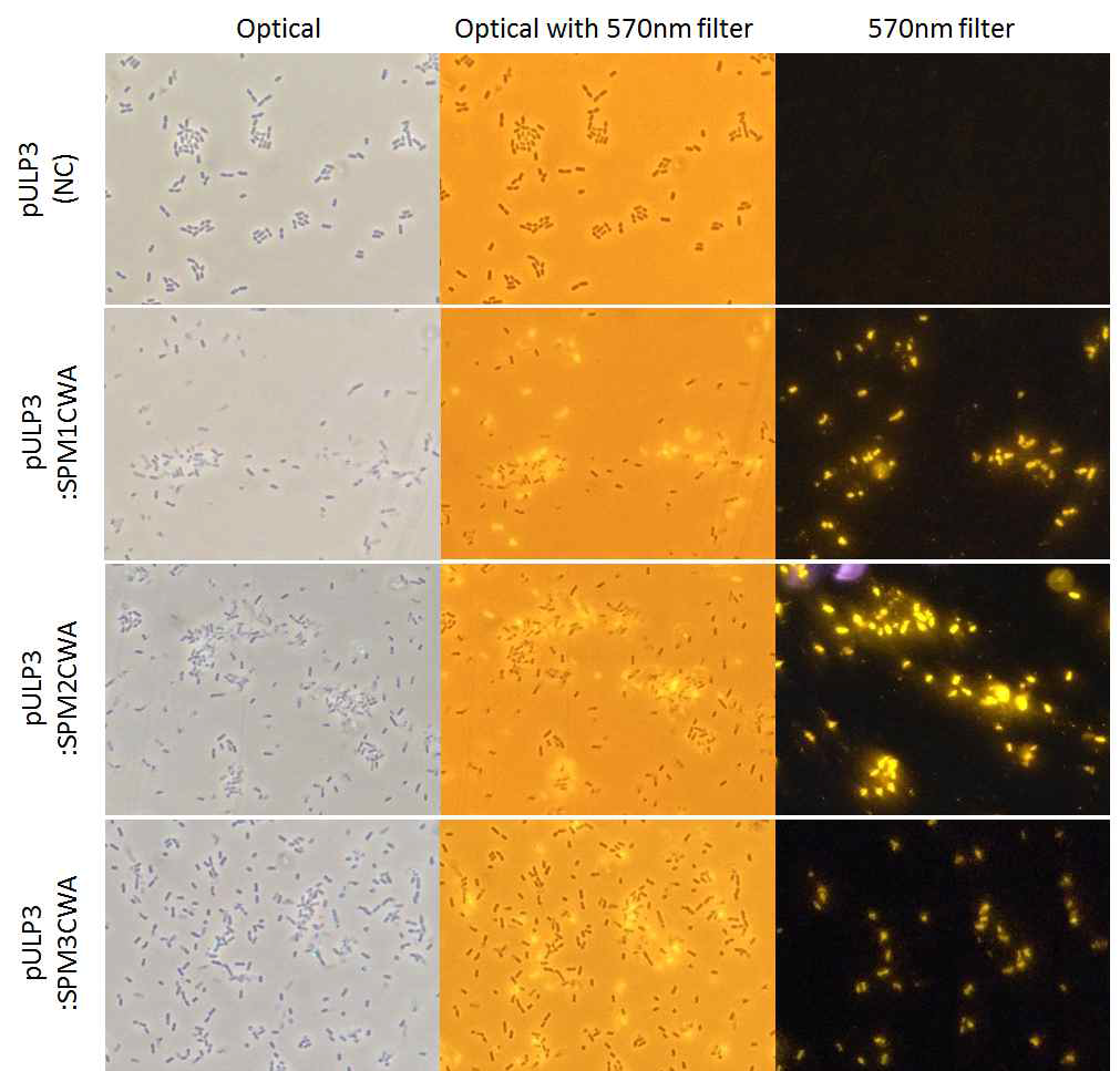 Fluorescence microscopy of immunofluorescence activity showing the surface localization of the PEDV epitopes gene using slpA protein