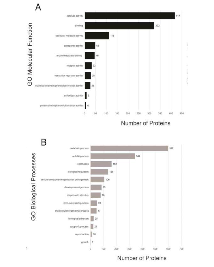 Functional categories of protein-encoding genes in the IPEC-J2 cell line. Proteins were categorized into molecular function(A) according and biological processes(B) to the GO database. The number of proteins is labelled beside each bar