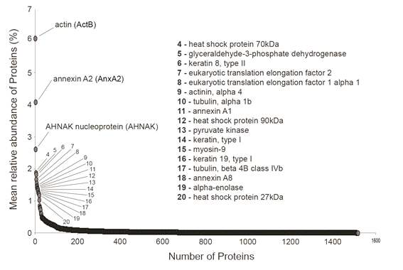Highly abundant proteins (>1.0% in relative abundance, n=20) and less abundant protein (0% < x < 1.0% in relative abundance) were detected in the intracellular proteome of IPEC-J2