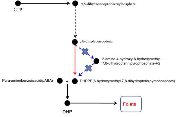 KEGG pathways of folate biosynthesis. The map shows the presence of genome data (black) and the expressed proteomic data of folate pathway(red;up-regulated/blue;down-regulated)